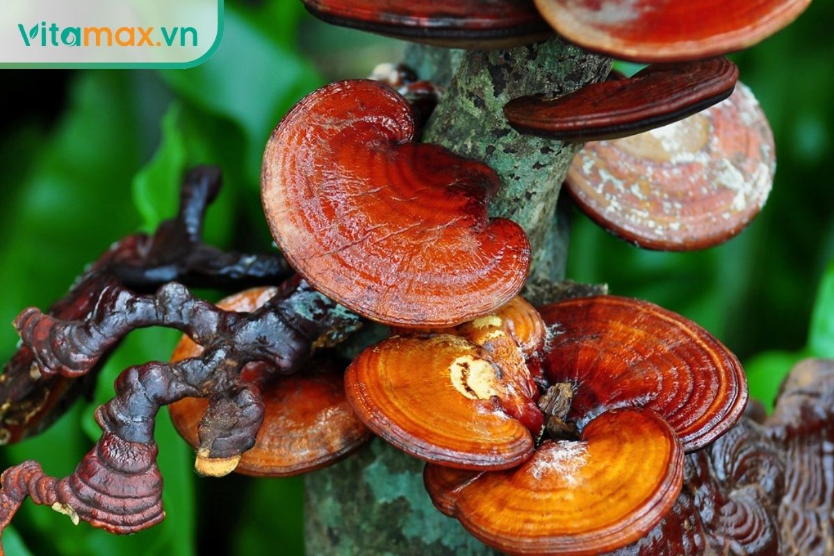 Các tai nấm linh chi màu đỏ nâu mọc thành cụm trên thân cây.