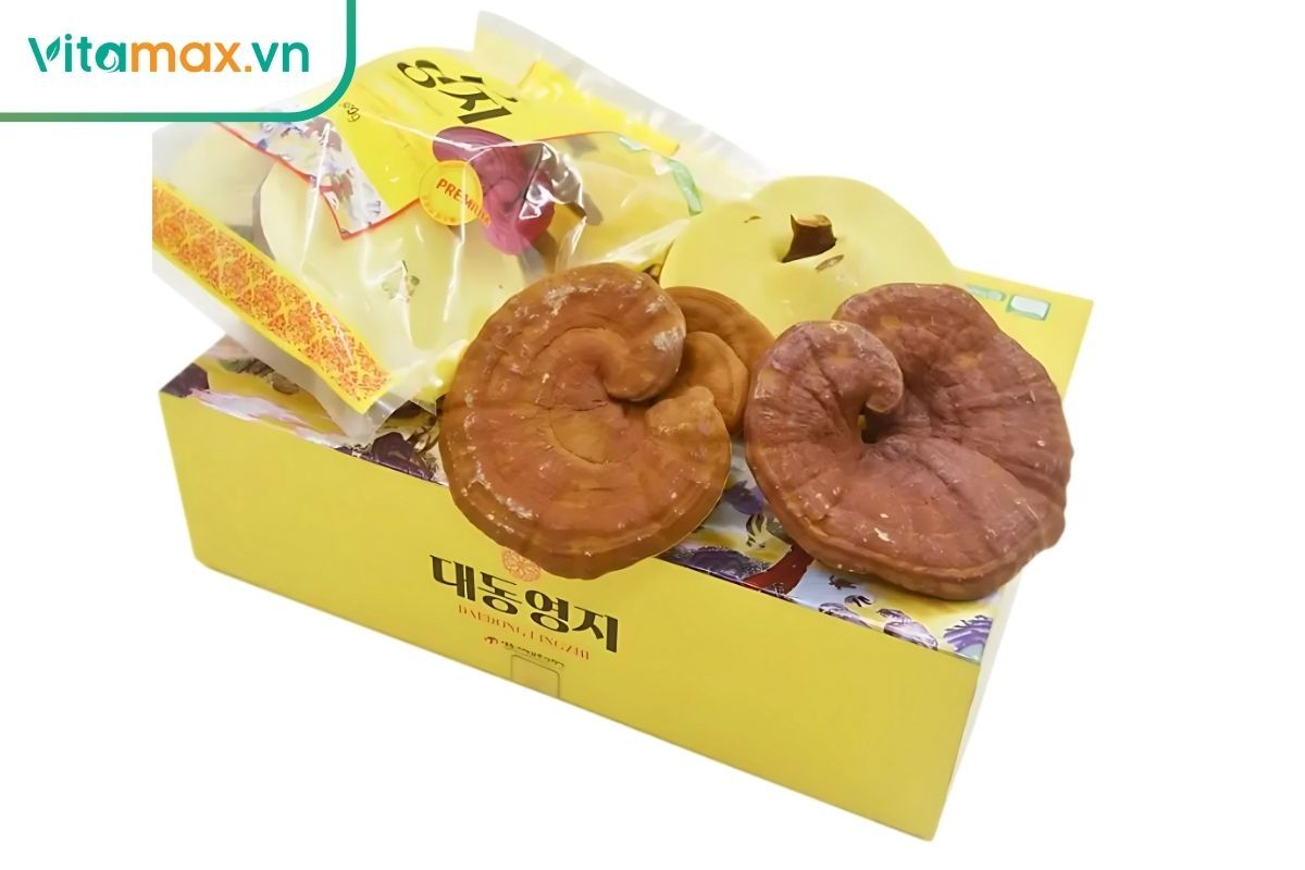 Nấm linh chi giúp bảo vệ thận dài lâu và tăng sức đề kháng, đặc biệt tốt cho người thận yếu