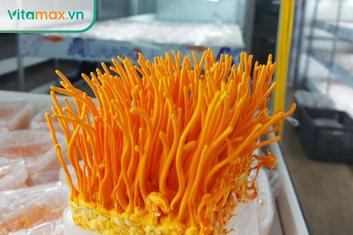 : Cận cảnh nấm nhộng trùng thảo (Cordyceps militaris) màu vàng cam rực rỡ được nuôi cấy trong môi trường vô trùng.