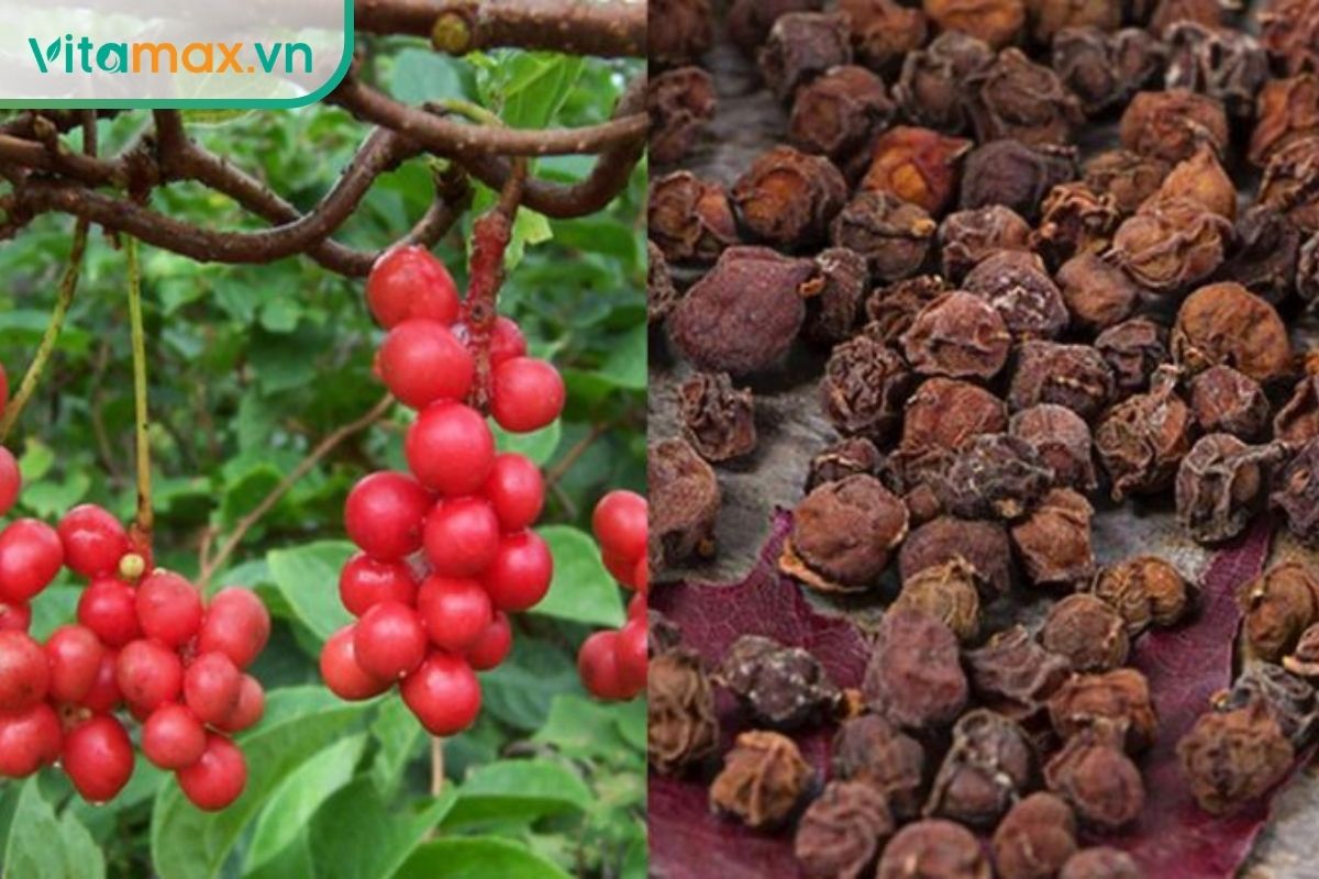 Ngũ vị tử gồm chùm quả đỏ tươi trên cây và quả đã phơi khô màu nâu đỏ, cho thấy hai dạng nguyên liệu phổ biến.