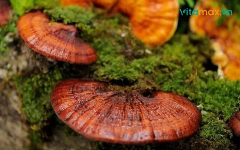 người gầy có nên uống nấm linh chi