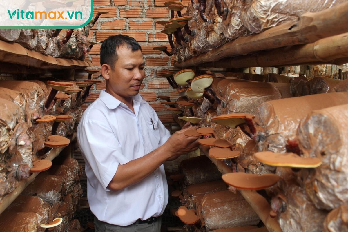 Người trồng kiểm tra những tai nấm linh chi đỏ đang phát triển trên các bịch giá thể được xếp thành hàng trong khu vực nuôi trồng.