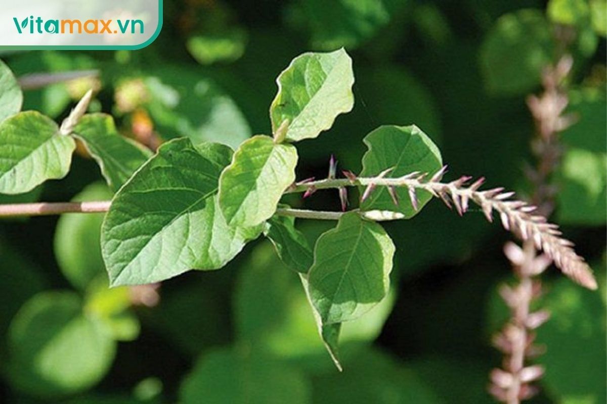 Cây ngưu tất với lá xanh và cụm hoa dài trong môi trường tự nhiên, minh họa dược liệu được đề cập trong bài.