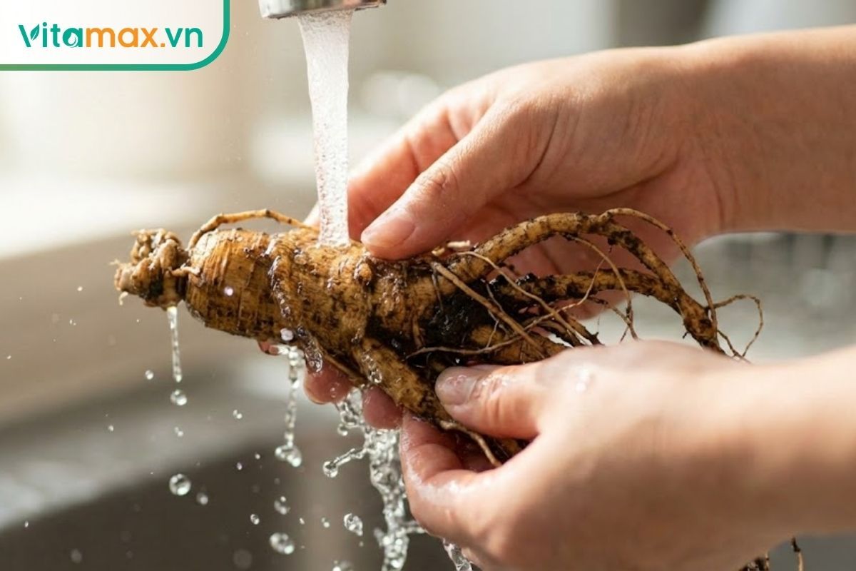 Quy trình rửa sạch đất cát bám trong kẽ rễ củ sâm tươi dưới vòi nước chảy để tránh làm đục rượu.