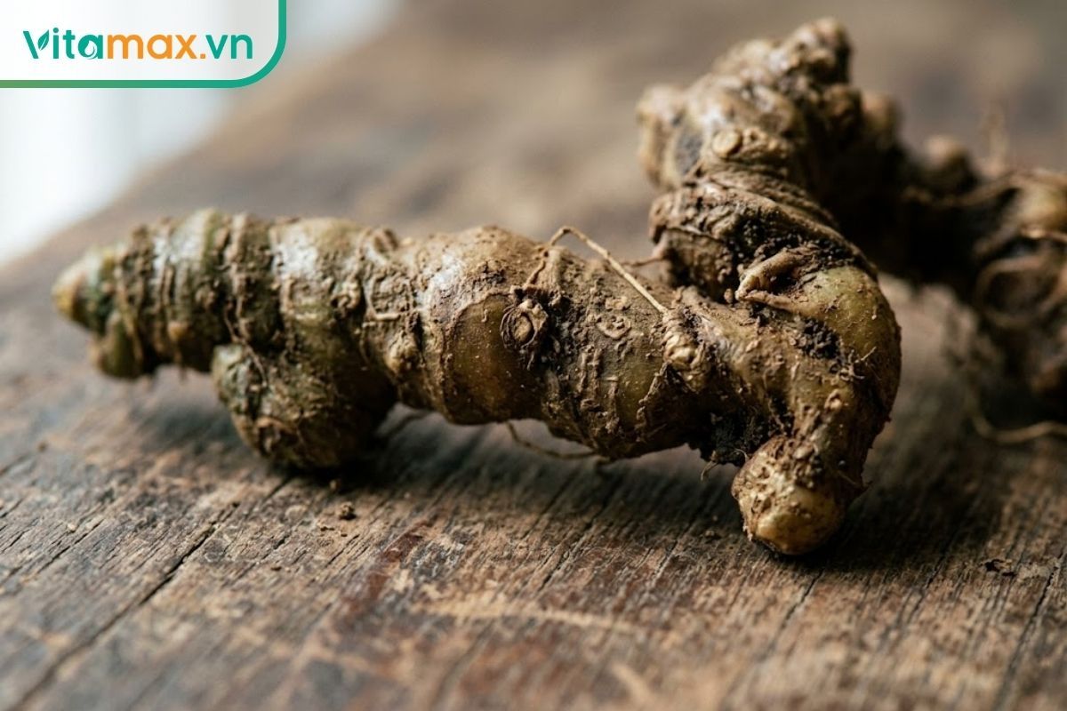 Cận cảnh thân củ sâm Ngọc Linh thật với các đốt mắt lõm sâu, mọc so le hình đốt trúc, mỗi năm chỉ mọc một đốt.