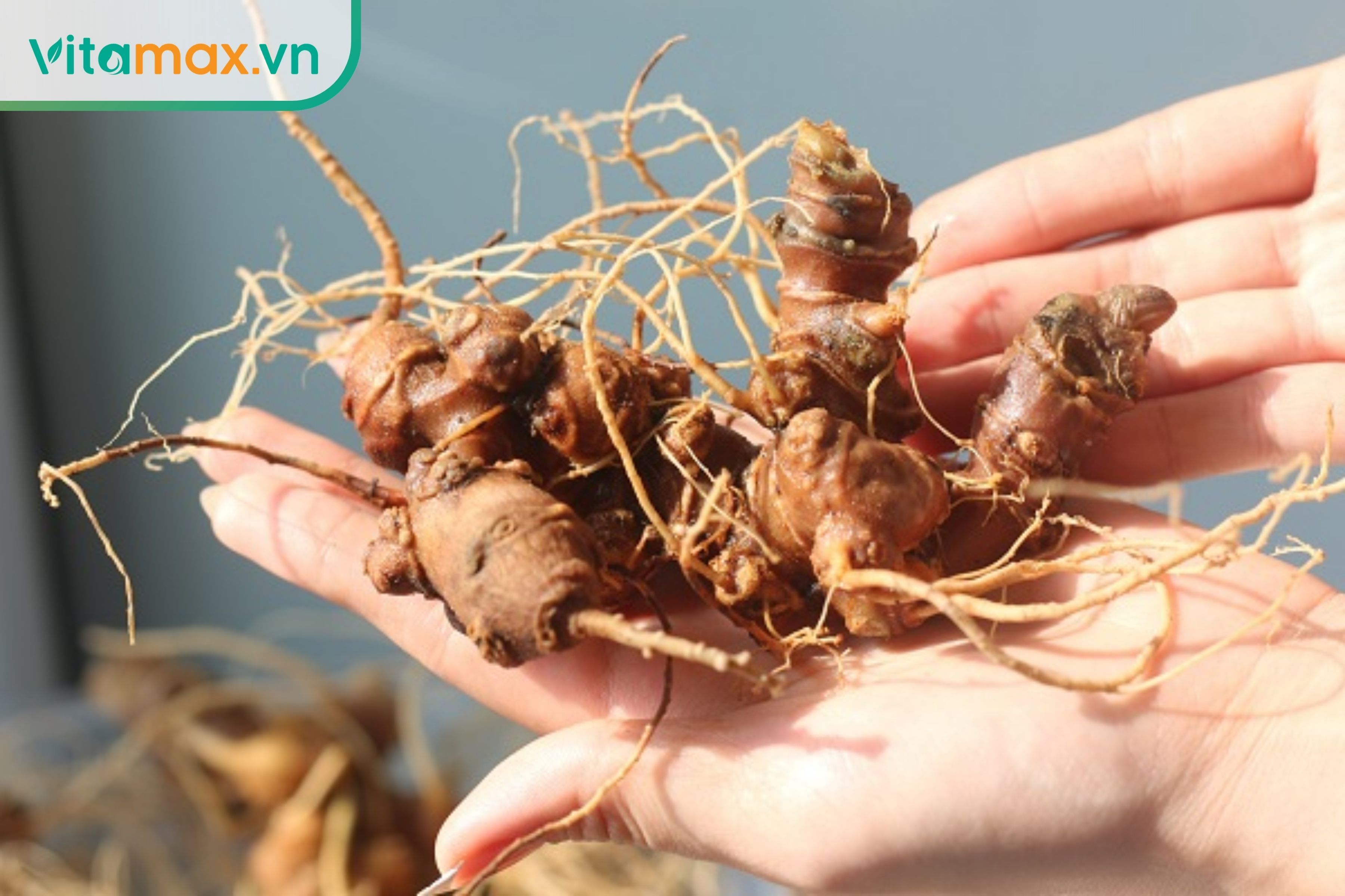 Cận cảnh các đốt sâm Ngọc Linh nhiều năm tuổi trên tay người nông dân vùng cao.