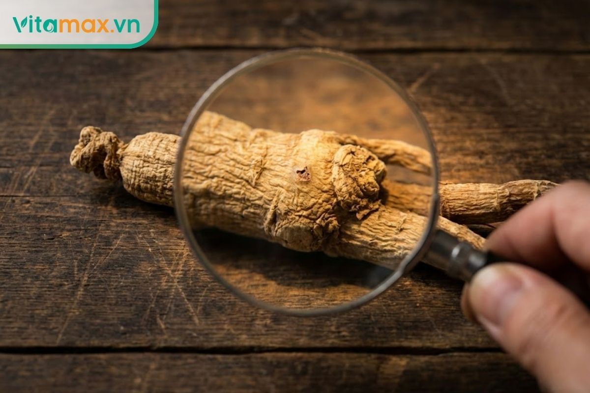 Chuyên gia đang dùng kính lúp kiểm tra kỹ bề mặt củ nhân sâm khô để phát hiện dấu hiệu nhân sâm bị mốc hay hư hỏng.