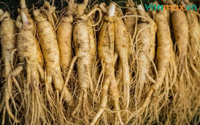 nhân sâm tốt cho sức khoẻ