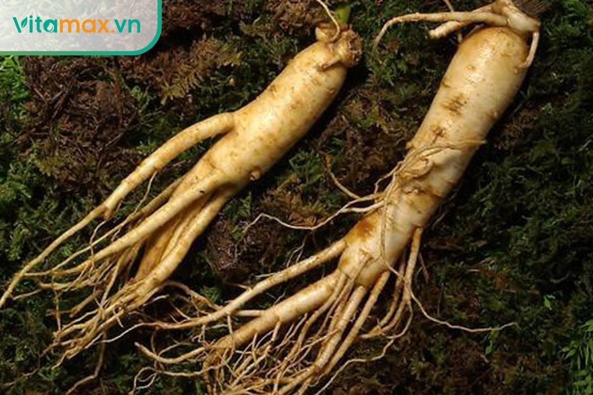 Nhân sâm tươi bổ sung an thần nhưng tính hàn không phù hợp người huyết áp cao.