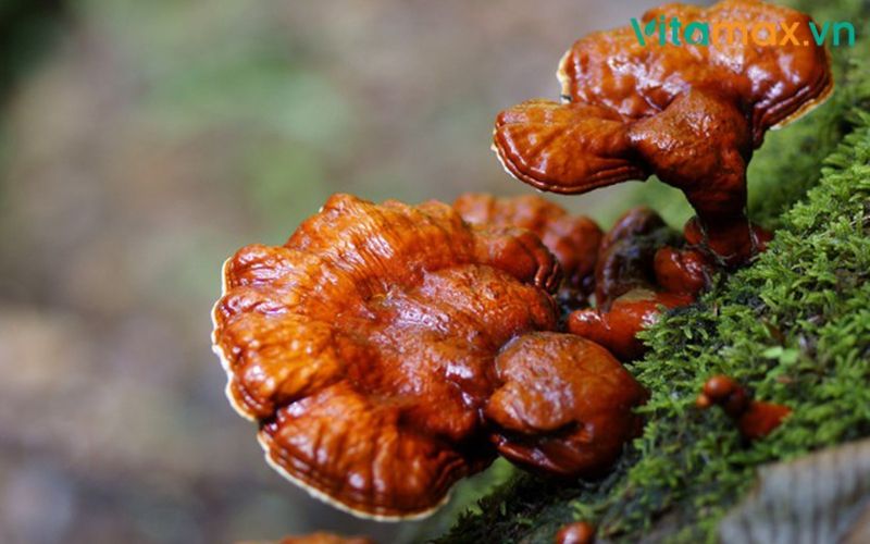 những người không nên dùng nấm linh chi