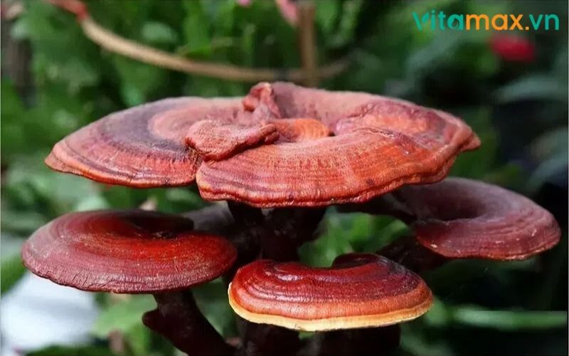 những người không nên dùng nấm linh chi