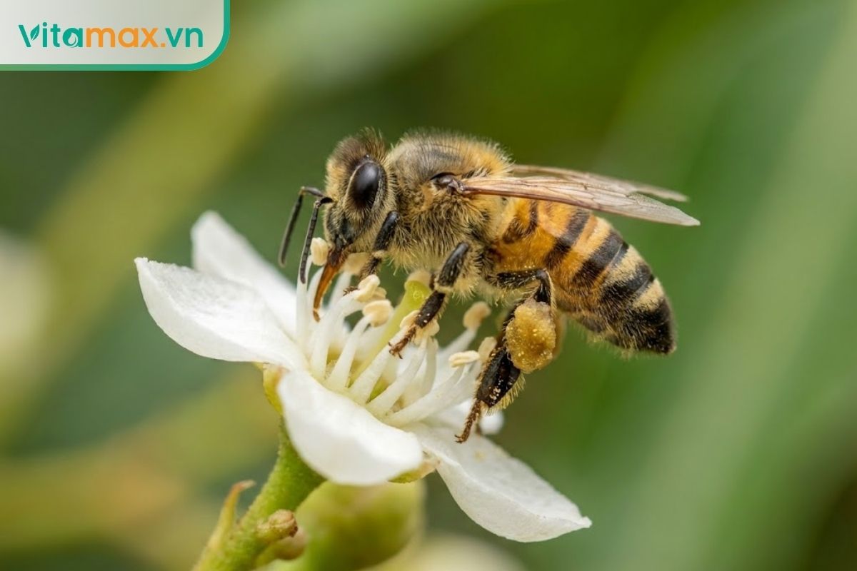 Chú ong Nội (Apis cerana) nhỏ nhắn đang hút mật trên bông hoa vải trong khu vườn gia đình yên tĩnh.