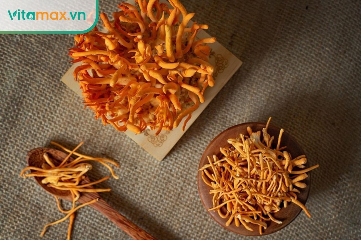 So sánh hình ảnh đông trùng hạ thảo tươi nguyên khối và dạng sợi khô sấy thăng hoa.