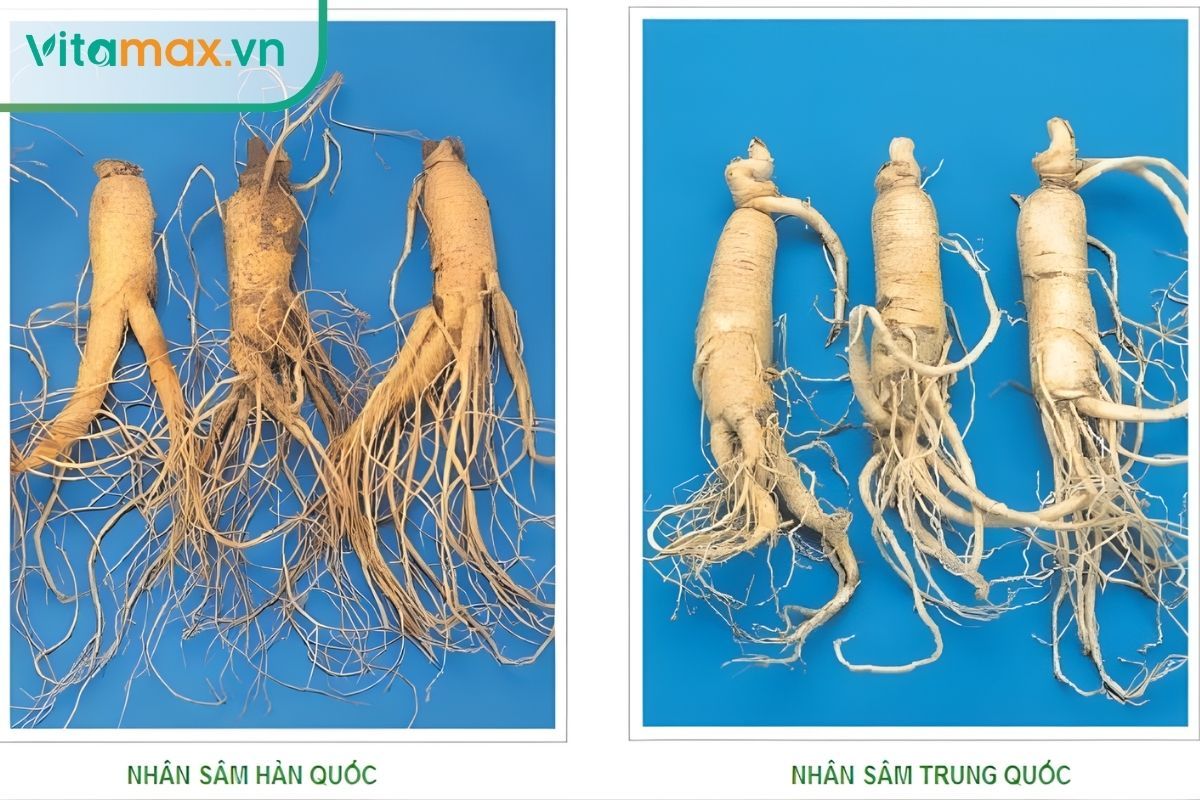 Phân biệt sâm Hàn Quốc thật và sâm Trung Quốc