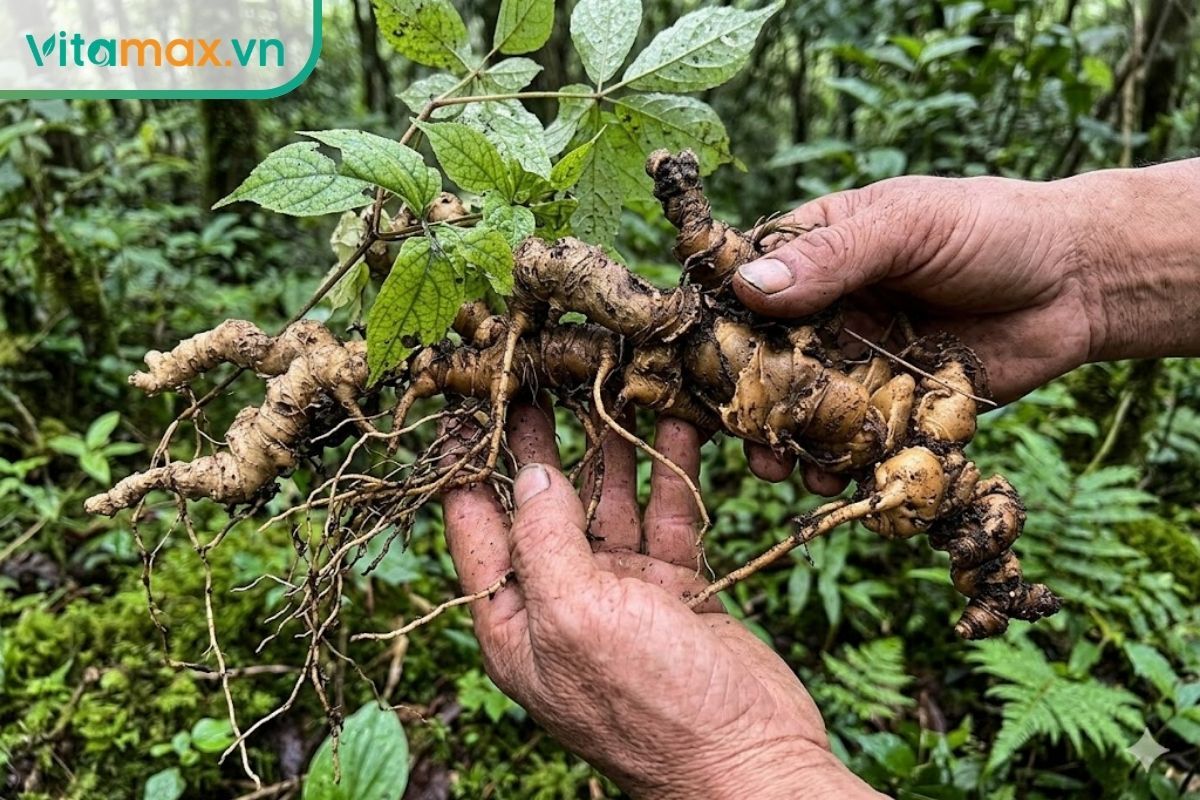 Nông dân cầm trên tay củ sâm Ngọc Linh thật vừa khai thác, vỏ xù xì và còn bám nguyên đất mùn rừng giúp phân biệt với sâm giả.
