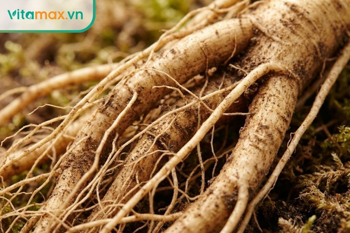 Cận cảnh phần chân và rễ con của nhân sâm giúp nhận biết độ tuổi.