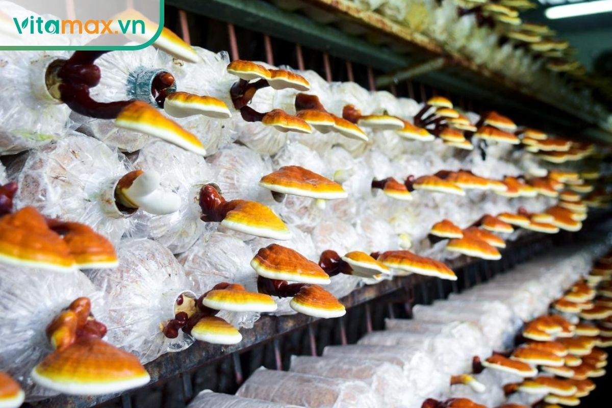 Các tai nấm linh chi đỏ đang phát triển trên bịch giá thể, có kích thước khác nhau và phần viền trắng vàng ở mép tai nấm.
