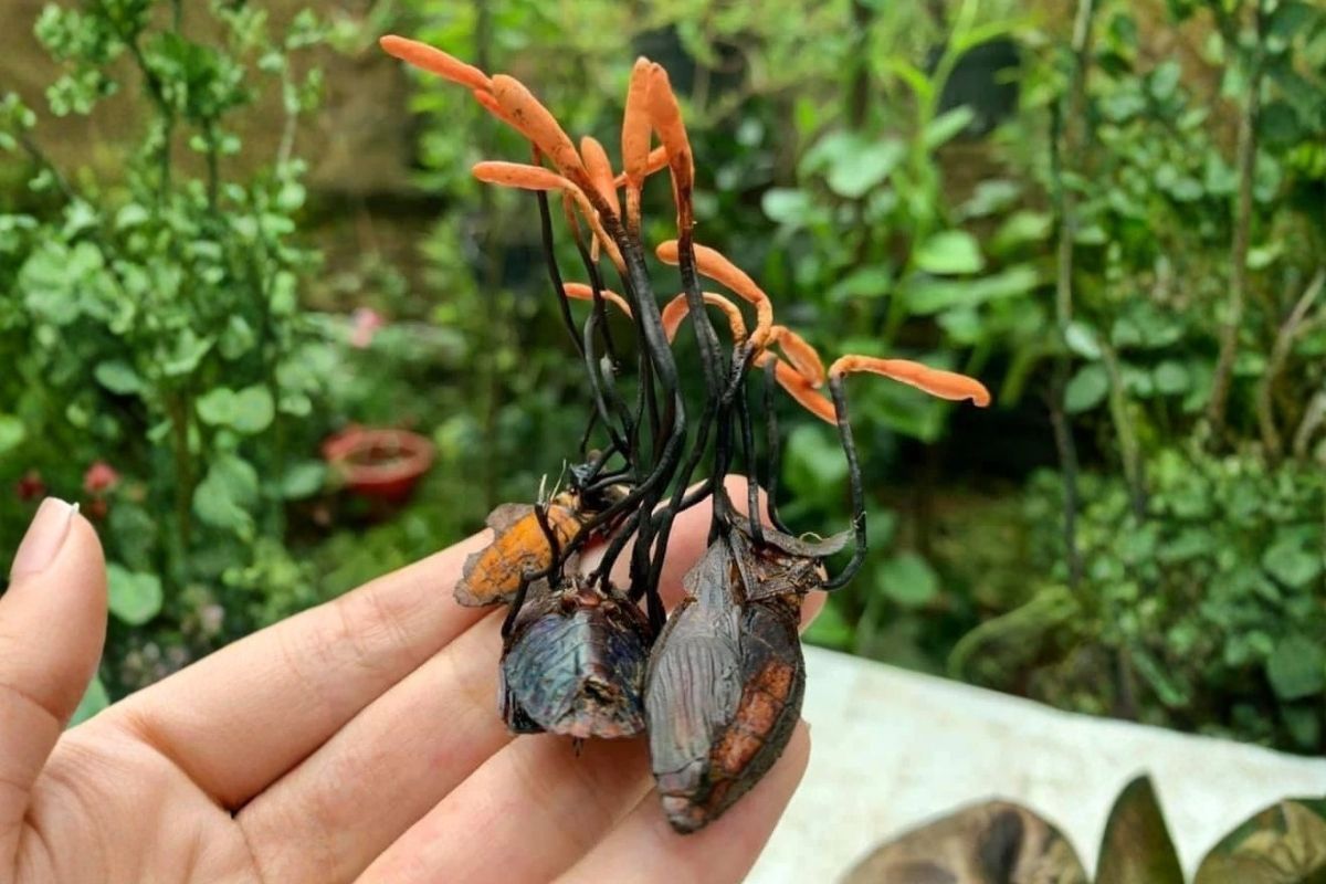 Chu trình nấm Ophiocordyceps ký sinh và phát triển quả thể trên bọ xít.