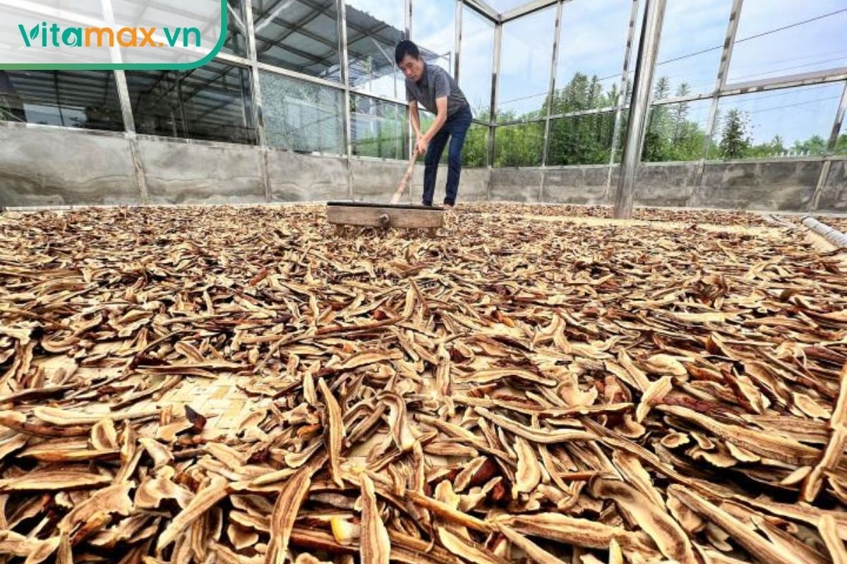 Người lao động đang dùng dụng cụ trải đều nấm linh chi đỏ thái lát trên bề mặt phơi sấy rộng trong khu vực sản xuất.