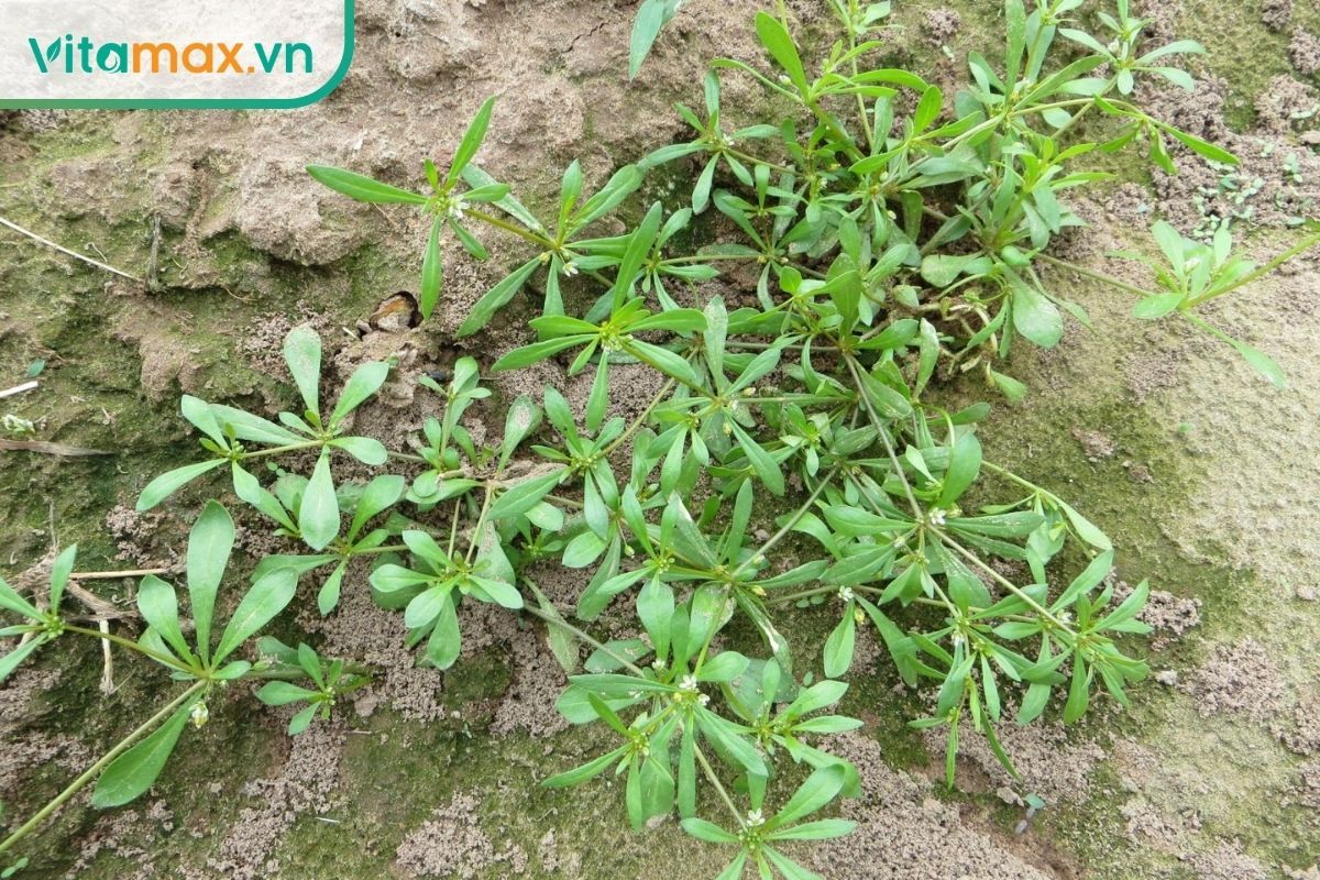 Rau đắng đất mọc bò sát mặt đất với thân xanh phân nhánh, lá nhỏ thuôn dài và các cụm hoa trắng li ti tự nhiên.