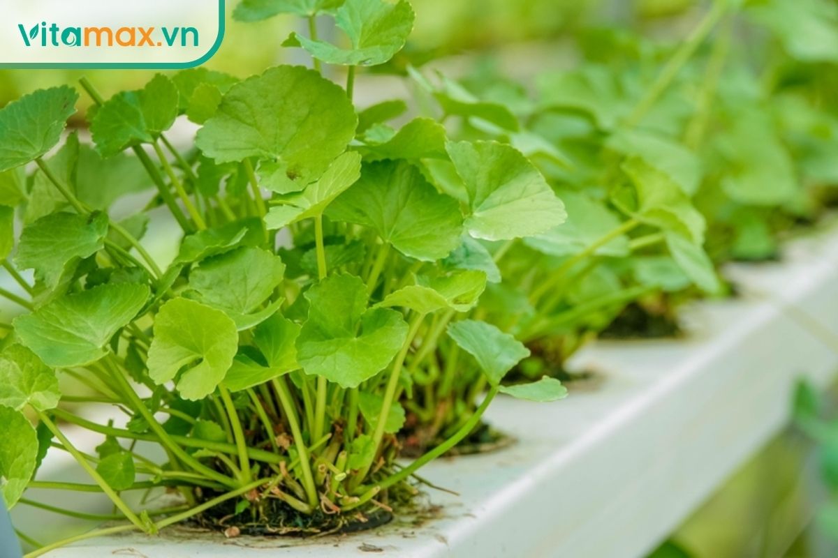 Rau má xanh phát triển thành bụi với cuống dài và lá tròn trên luống trồng, thể hiện hình thái đặc trưng của Centella asiatica.