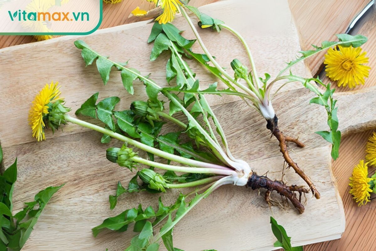 Rễ bồ công anh giúp bảo vệ gan và cải thiện chức năng thận một cách tự nhiên.