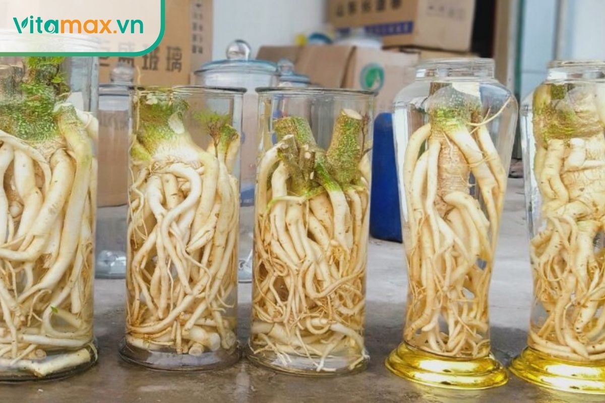Rượu đinh lăng lựa chọn cho người mong muốn cải thiện trí nhớ