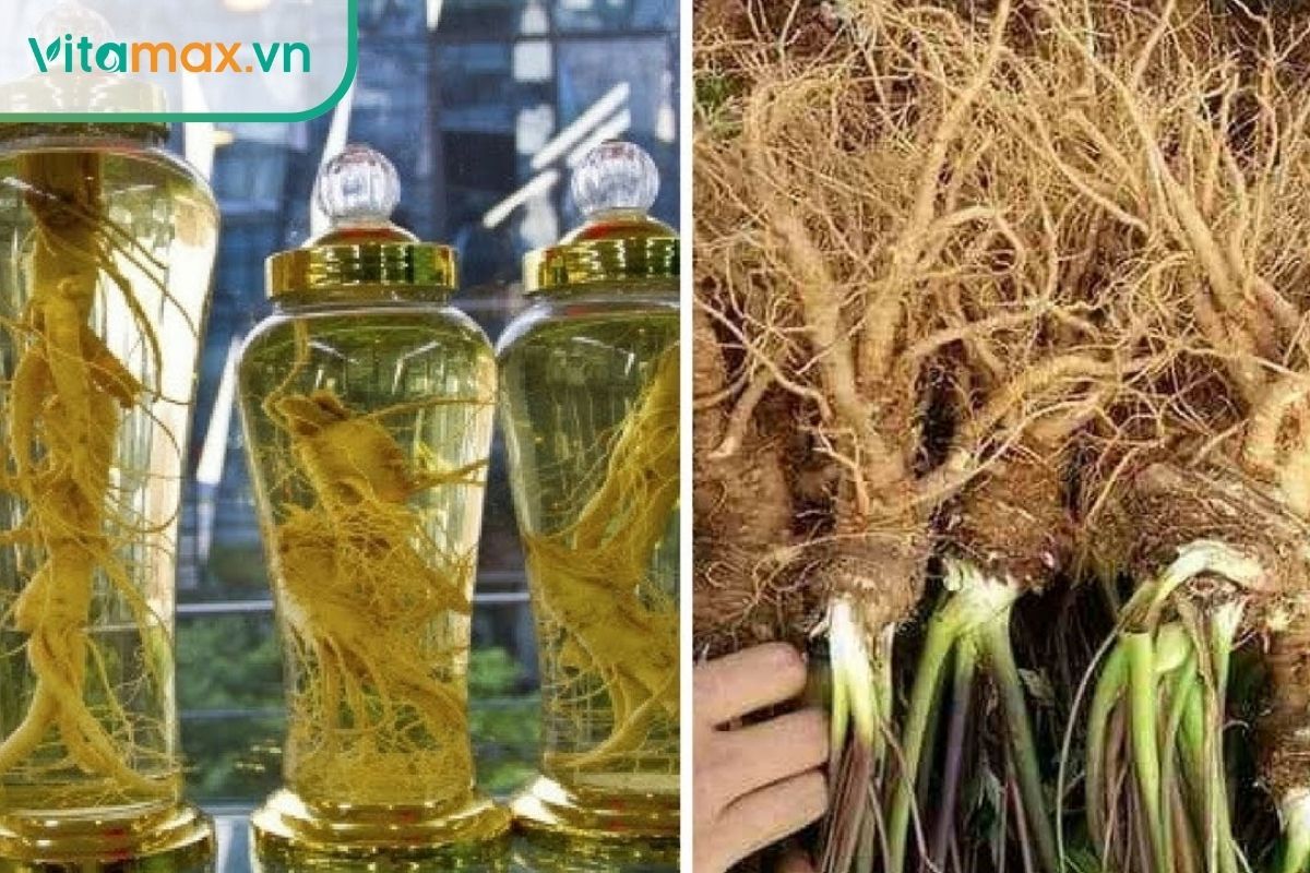 Rượu đương quy giúp điều hòa kinh nguyệt, bổ huyết, chống thiếu máu và cải thiện chức năng gan