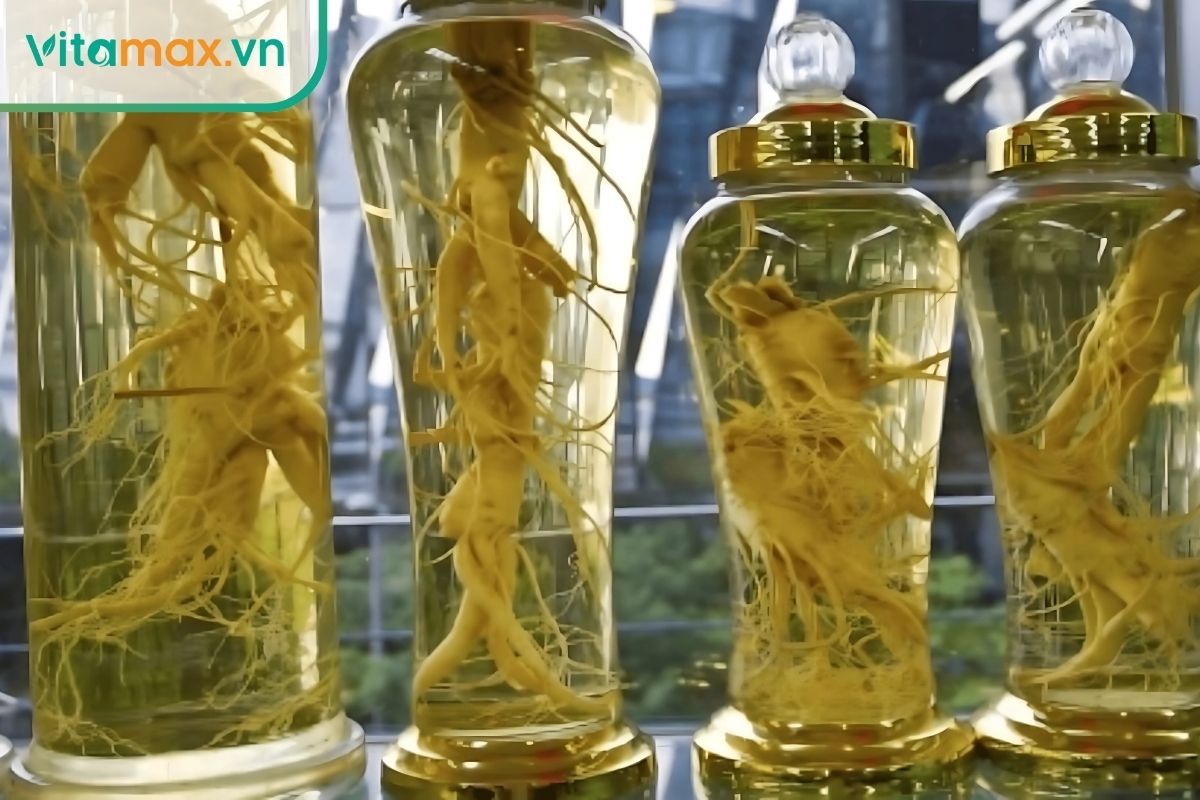 Cách ngâm rượu nhân sâm tươi Hàn Quốc