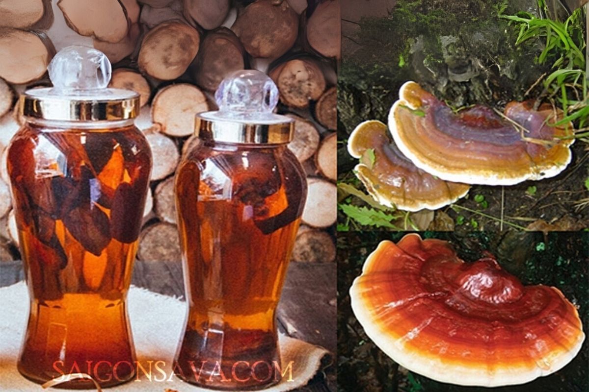 Rượu sâm Hàn Quốc ngâm linh chi tăng đề kháng