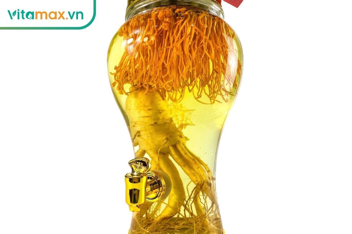 nhân sâm và đông trùng hạ thảo dùng để ngâm rượu thuốc theo Đông y”