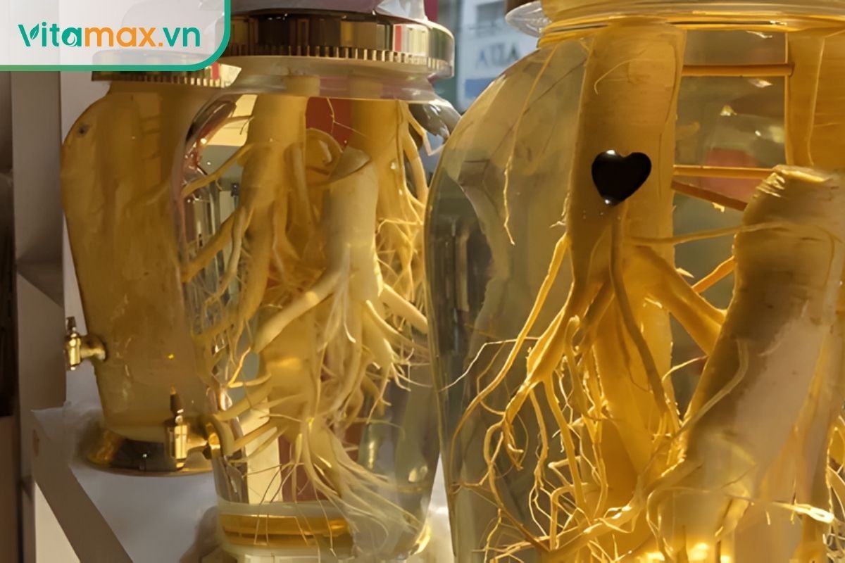 bình rượu sâm Hàn Quốc lên màu vàng đậm sau thời gian ngâm đúng chuẩn