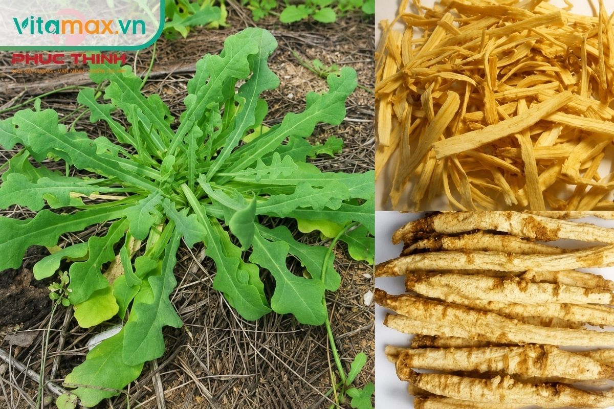 Cây sa sâm nam mọc thành cụm cùng rễ tươi và dược liệu thái sợi đã phơi khô