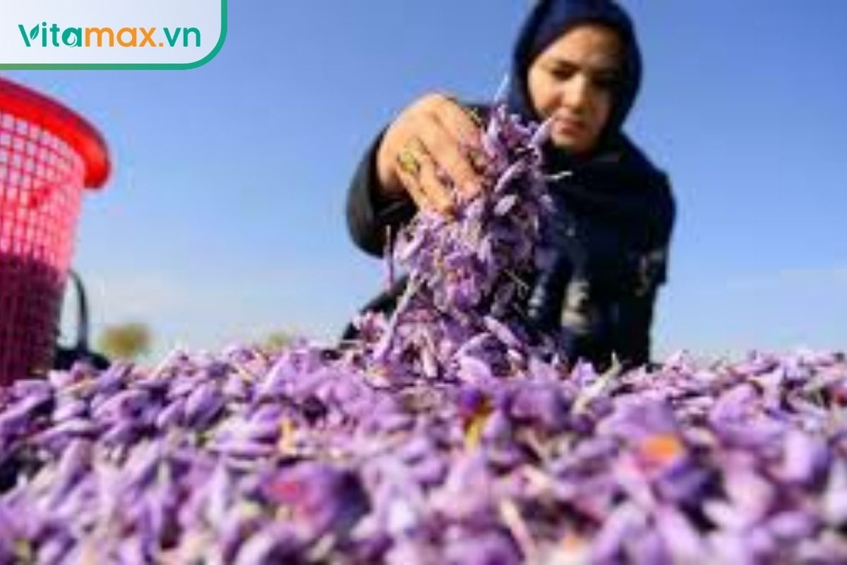 Người thu hoạch hoa saffron tại vùng Pampore Kashmir, gợi ý dòng saffron hiếm và cao cấp trong bài viết.