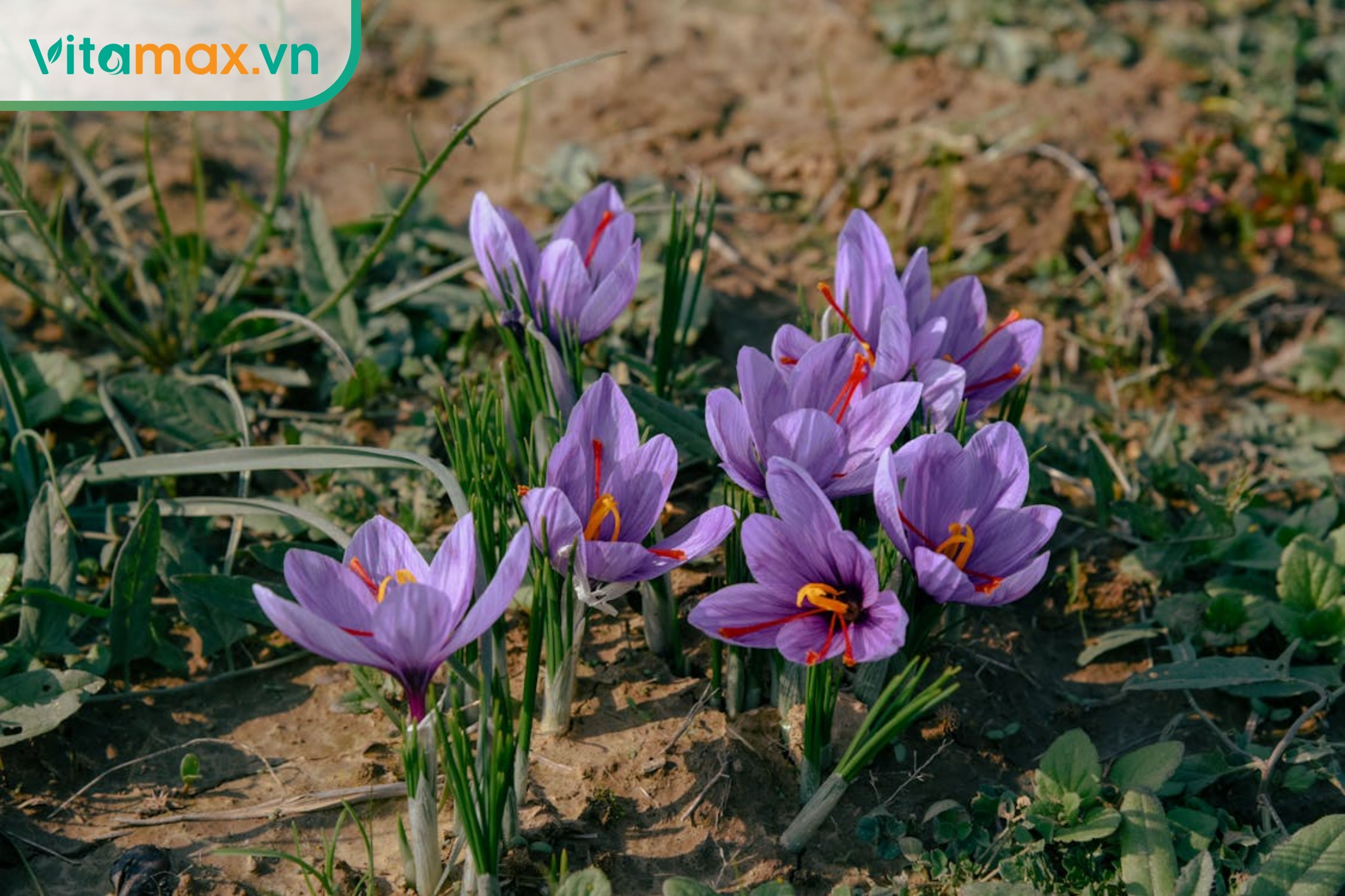 Hoa nghệ tây Crocus sativus với nhụy đỏ dùng làm saffron, minh họa nguồn gốc nhụy hoa nghệ tây thật.