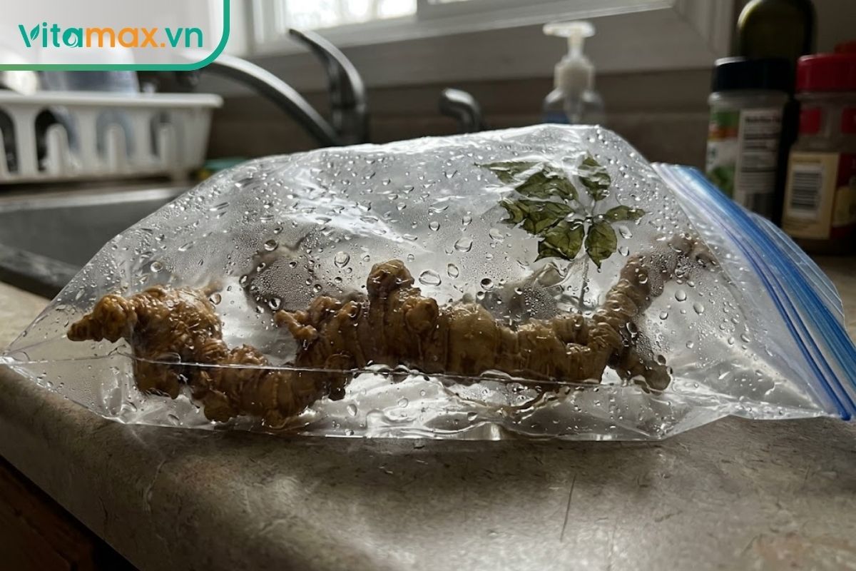  Củ sâm tươi vẫn còn đọng nước bị bọc kín bên trong một chiếc túi nilon có nhiều hơi nước ngưng tụ trên thành túi.