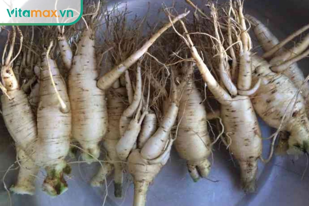 Các củ sâm Bố Chính tươi màu trắng ngà, hình trụ và phình rộng ở giữa