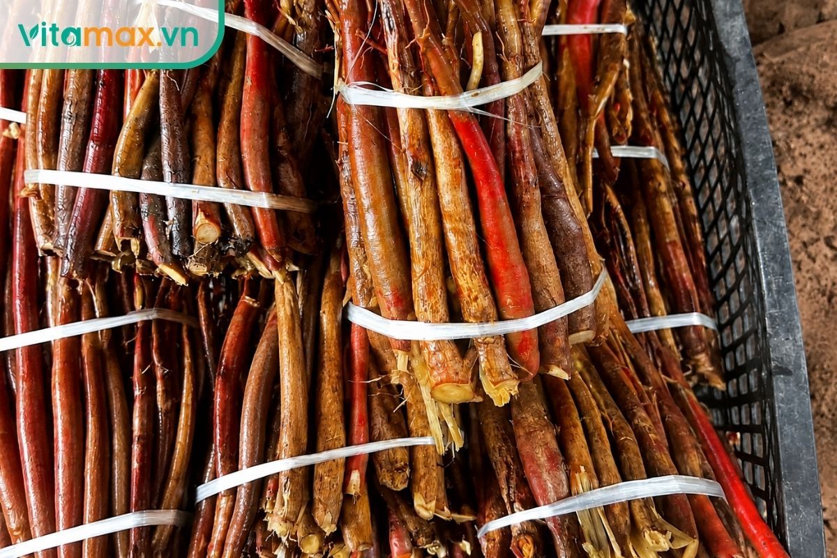 Các thân rễ sâm cau màu nâu đỏ được bó thành từng bó sau khi thu hoạch