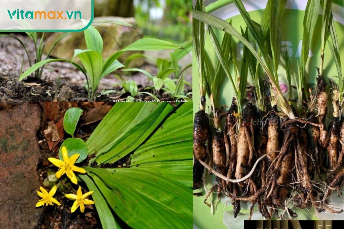 Sâm cau là một trong những thảo dược tăng cường sinh lý nam