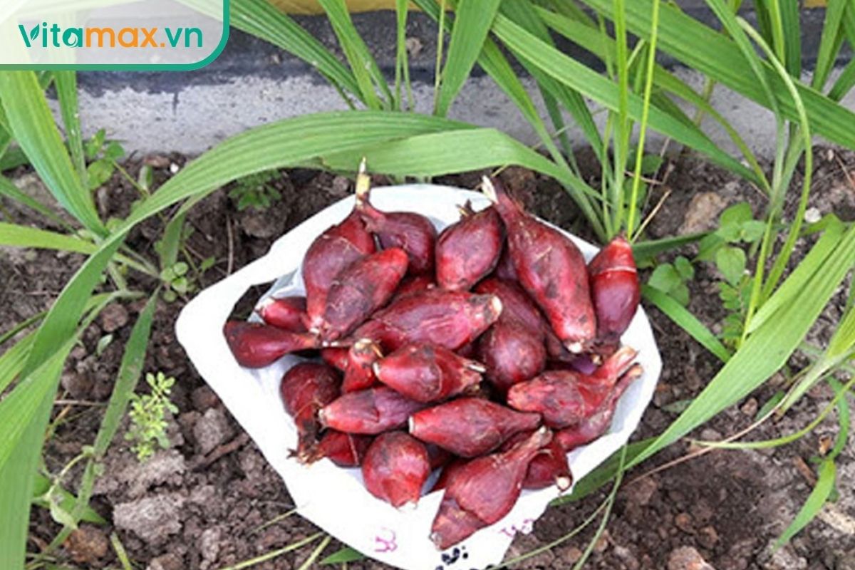 Các củ sâm đại hành màu đỏ tím đặt cạnh cây có lá dài giống lá hành