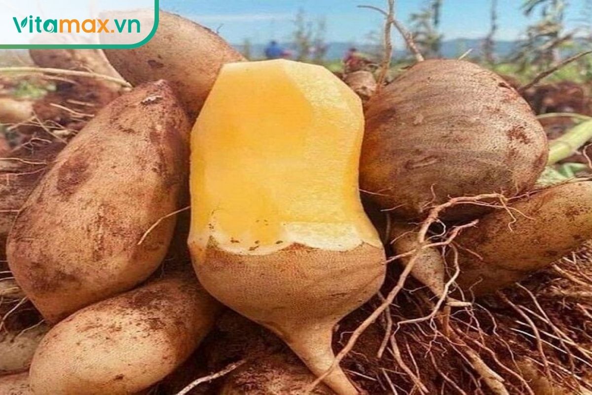 Củ Hoàng Sin Cô vỏ nâu, phần ruột vàng nhạt sau khi được gọt vỏ