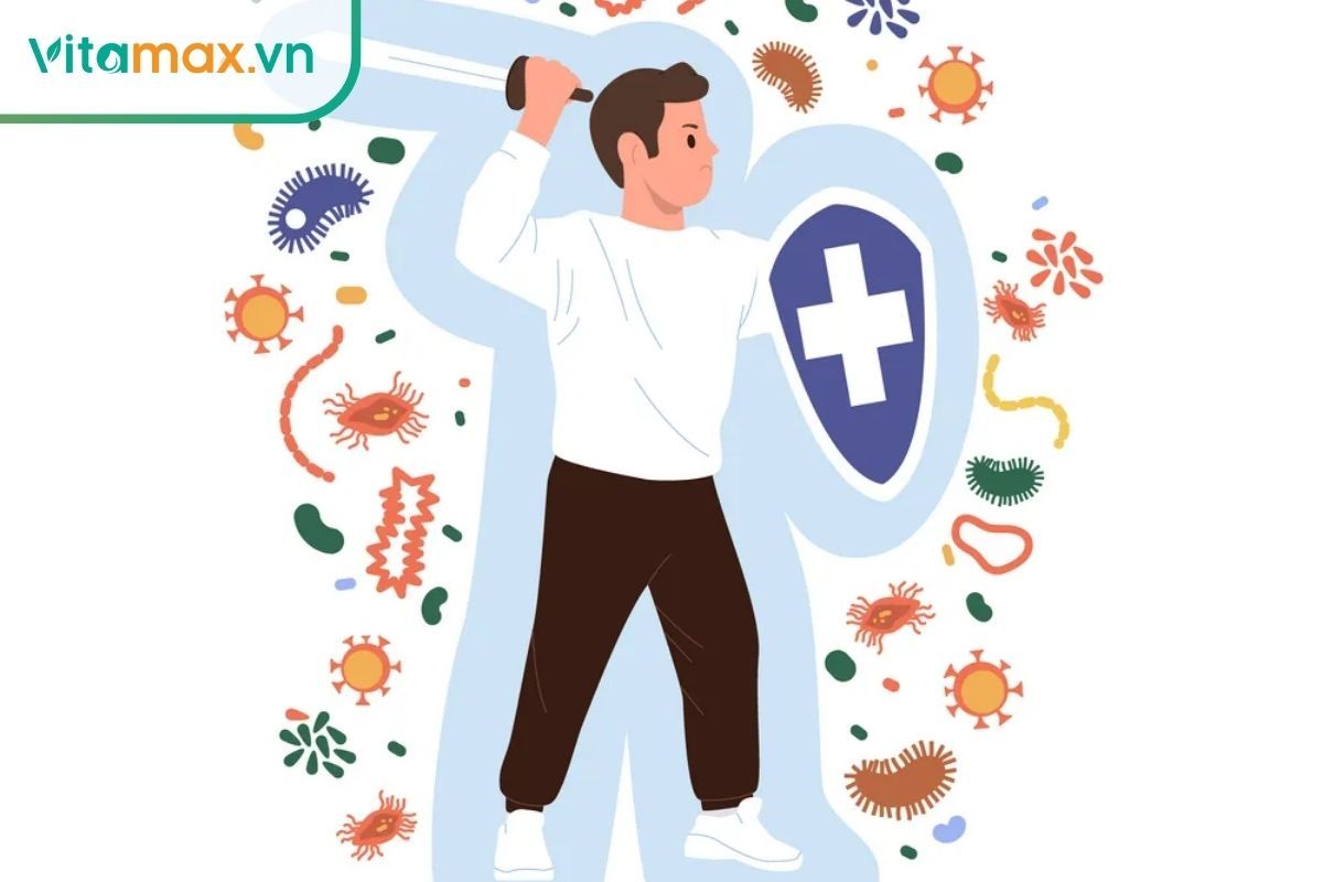 sâm Hàn Quốc ngâm rượu tăng sức đề kháng và bảo vệ tim mạch