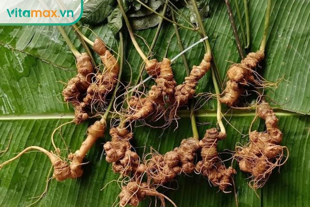 Các thân rễ sâm Lai Châu nhiều đốt được đặt trên lá xanh sau khi thu hoạch