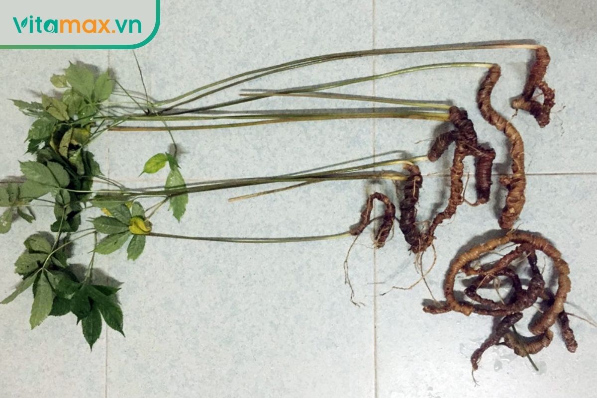 Cây sâm Lang Biang gồm lá kép chân vịt, thân dài và thân rễ bò ngang