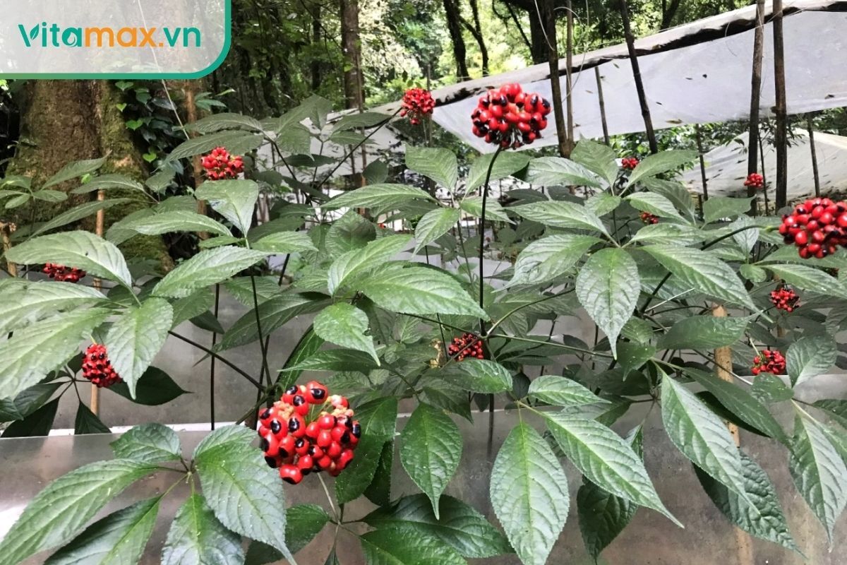 Sâm Ngọc Linh có tác dụng chống oxy hóa, giảm stress và bảo vệ tế bào thần kinh.