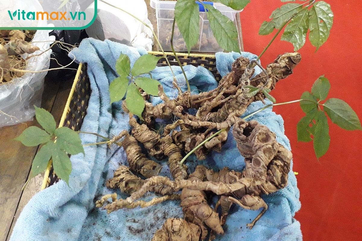 Cây sâm Ngọc Linh với lá kép chân vịt và thân rễ nhiều đốt đặt trên khăn