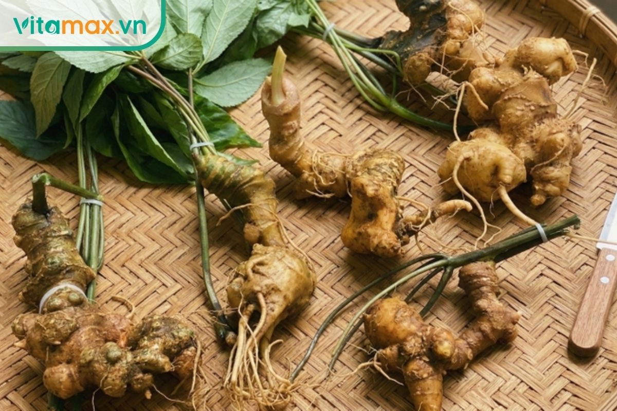 Các củ sâm Ngọc Linh cùng phần lá được đặt trên mẹt tre, thể hiện rõ thân rễ và những rễ nhánh tự nhiên.