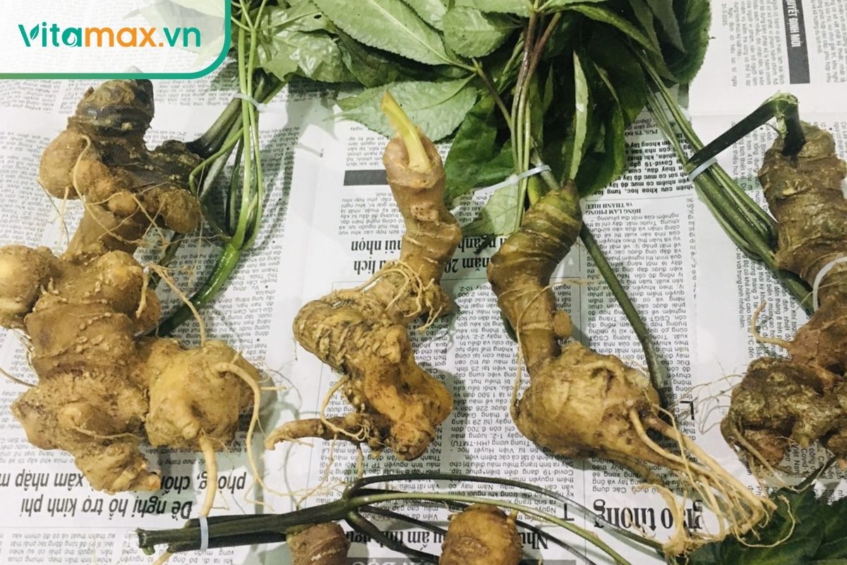 Sâm Ngọc Linh tăng NO và cải thiện tưới máu thể hang, hỗ trợ chức năng cương