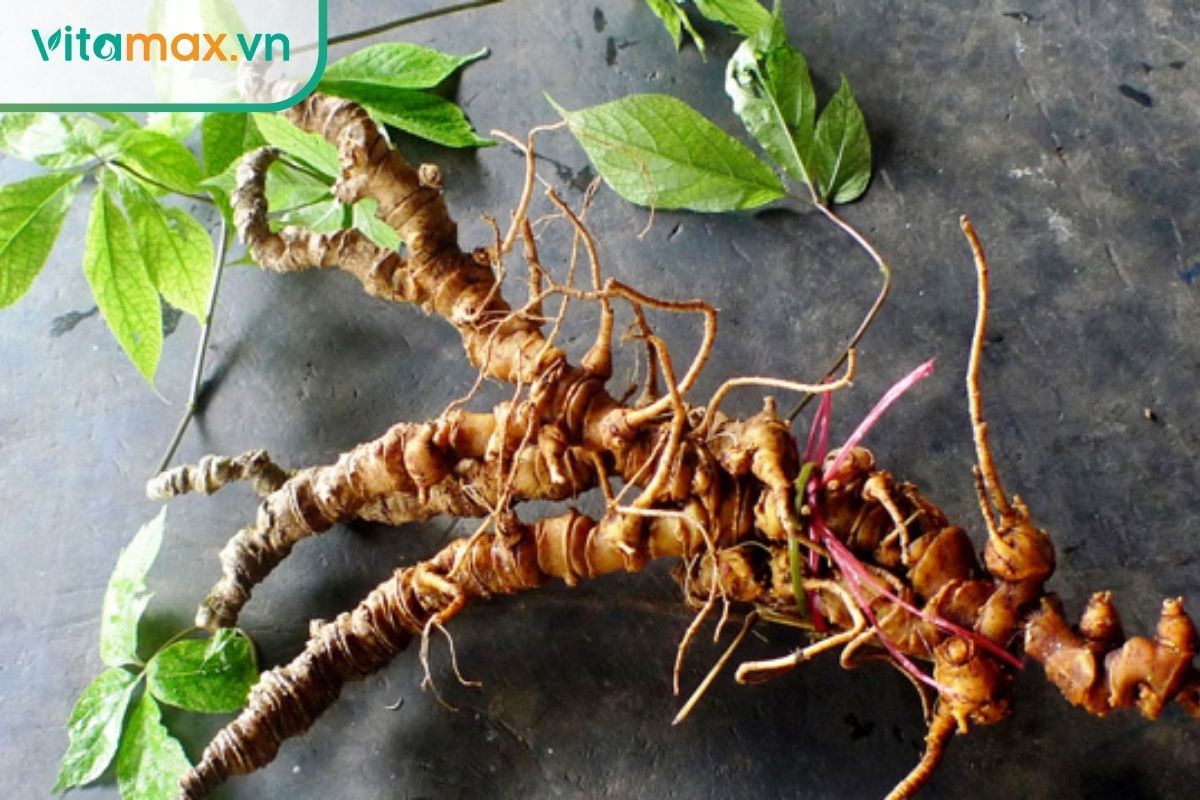 Củ sâm Ngọc Linh tươi nhiều đốt mắt sinh trưởng tự nhiên trên vùng núi cao ẩm ướt.