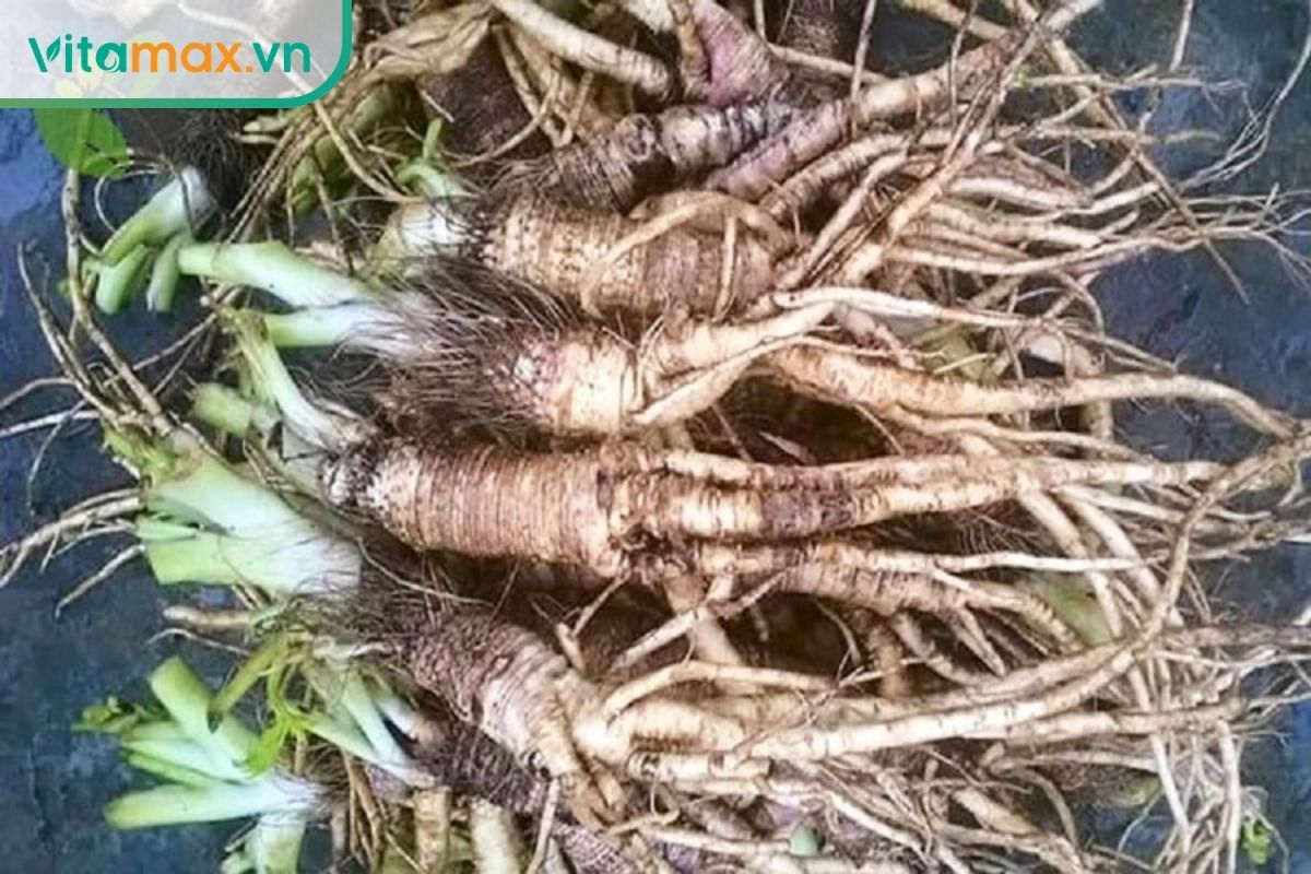 ác củ dược liệu được giới thiệu với tên thương mại Sâm Quy Đá sau khi thu hoạch